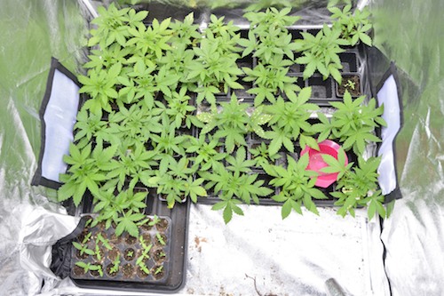 Cannabis Seized in Newry.